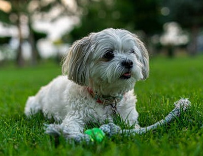Shih Tzu dog
