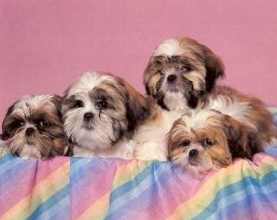 Shih Tzu Art Print - link below