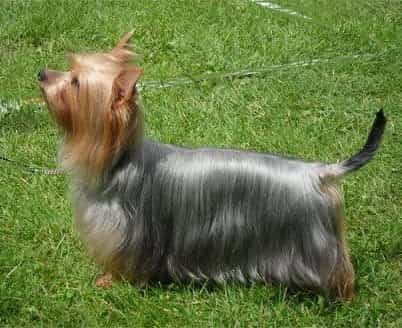 Silky Terrier side view in the grass.