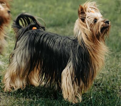 Silky Terrier Standing and Looking Up Silky Terrier standing and looking up