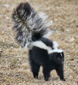 skunk walking in the outdoors