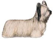 Skye Terrier dog breed illustration