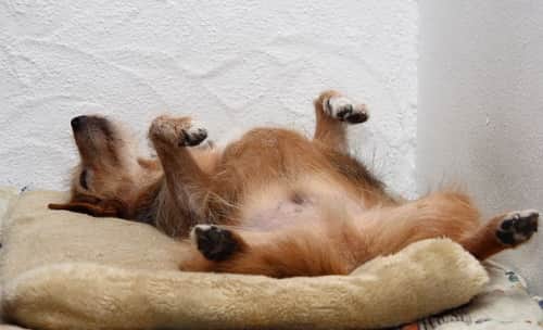 dog sleeping dog on his back legs in air