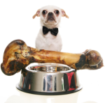 small dog with large bone over dinner bowl