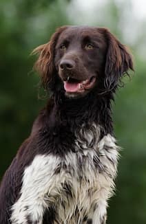 small munsterlander dog sitting outside