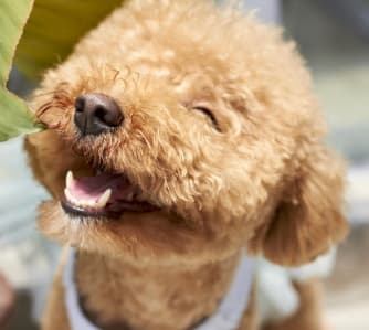 smiling cute dog showing teeth
