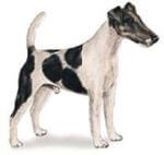 Smooth Fox Terrier dog breed illustration