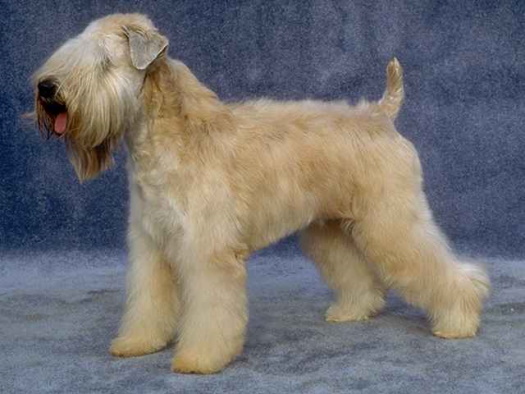soft coated wheaten terrier standing