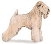 Soft Coated Wheaten terrier illustration