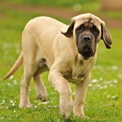 Spanish Mastiff dog standing with a lifted paw in a green field Spanish Mastiff dog standing with a lifted paw and looking straight ahead in a green field with daisies