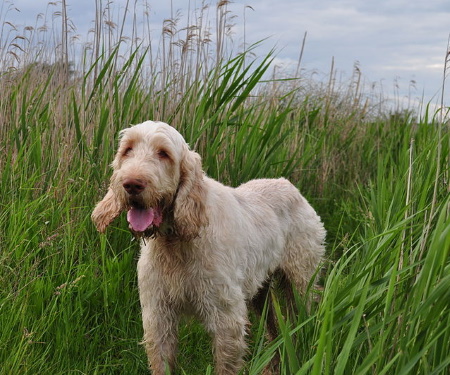 spinone dog breed