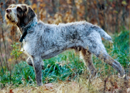 spinone dog breed in the woods