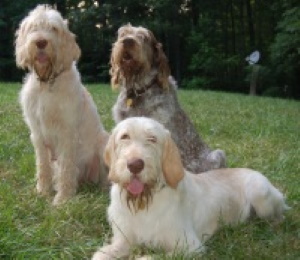 three Spinone dogs outside in the grass