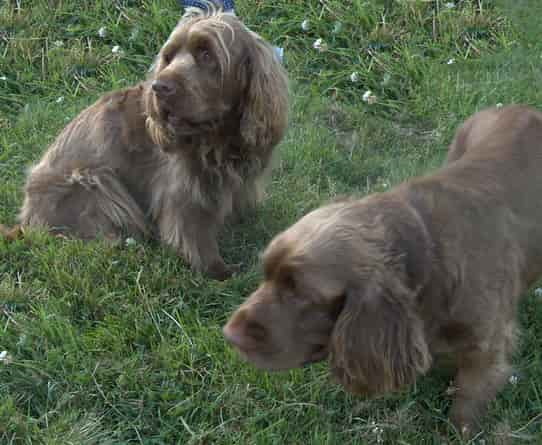 Sussex Spaniels In The Grass Sussex spaniels