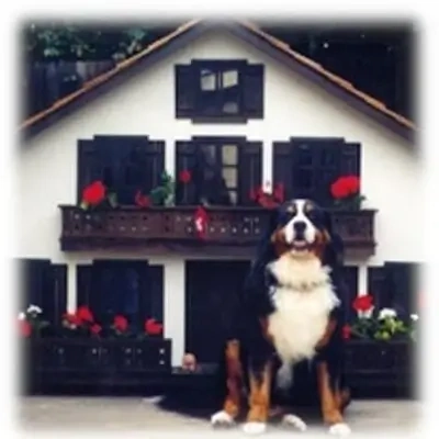 custom swiss chalet dog house