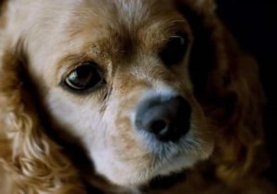 Cocker Spaniel close up head shot