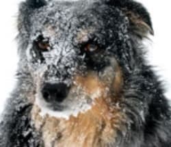 Dog With a Frosty Looking Face dog with frosty face looking cold