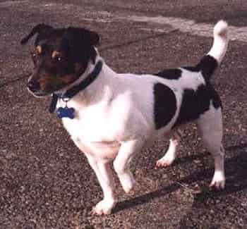 teddy roosevelt terrier teddy roosevelt terrier