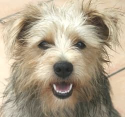 cute smiling dog