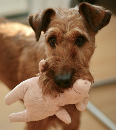 Terrier holding a toy in his mouth terrier with toy in his mouth