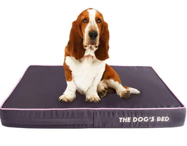 Dog sitting on orthopedic dog bed