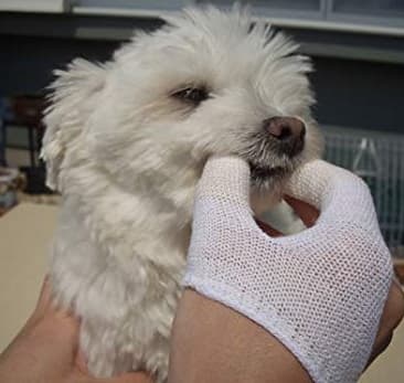 thumb and finger fabric tooth brush for dogs