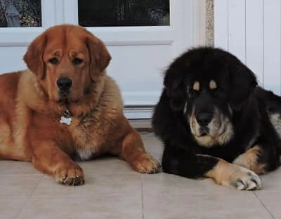 Two Tibetan mastiff dogs lying down outside in front of white doors Two Tibetan mastiff dogs lying down outside in front of house