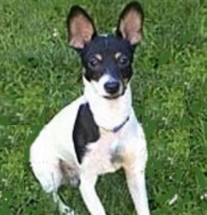 Toy fox terrier cost hotsell