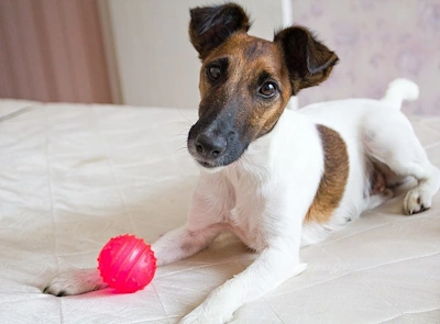 toy fox terrier tan and white lying down with a red ball at his feet