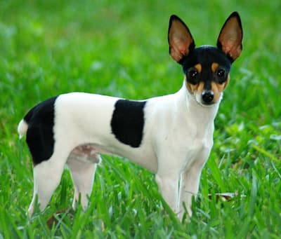Toy Fox Terrier standing in the grass looking at the camera