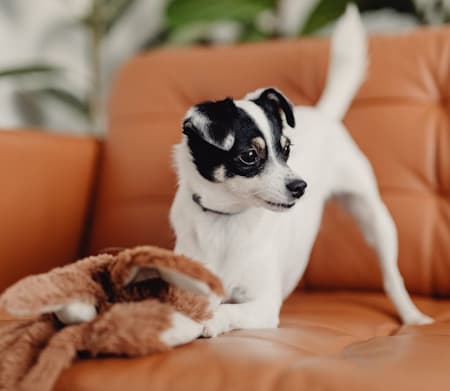 Toy Fox Terrier playing with a toy on a brown leather couch