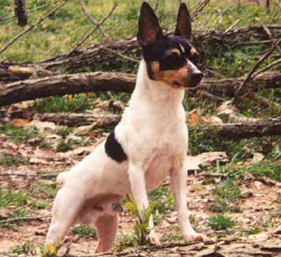 Toy Fox Terrier in wooded area standing with front legs in raised positionin s 