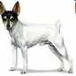 toy fox terriers