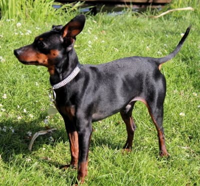 Toy Manchester Terrier
