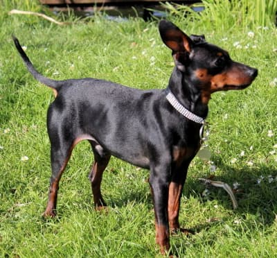 Manchester Terrier Standing Profile in the Grass Manchester Terrier standing profile in the grass