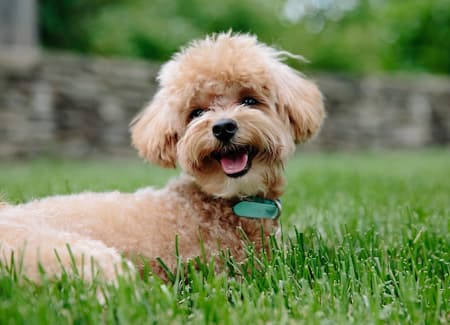 apricot color toy poodle lying on grass lawn apricot color toy poodle lying on grass lawn