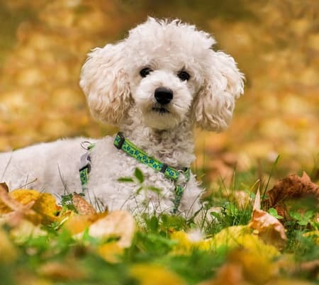 White Toy Poodle lying down in leafy surroundings 