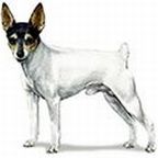 toy fox terrier standing