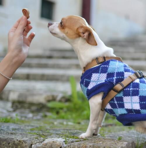 Dog getting a treat dog being offered a treat