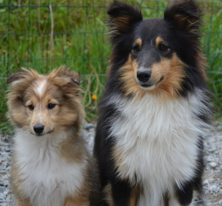 Two Shetland Sheepdogs outside