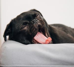 yawning pug dog lying down on his couch