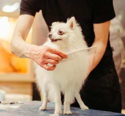 white dog with groomer