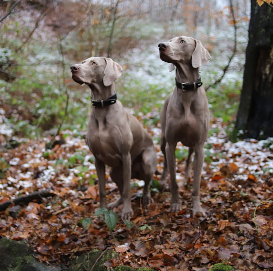Weimaraner dogs standing in wooded area