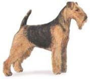 Welsh Terrier dog illustration