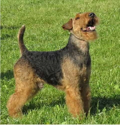 Welsh terrier throwing his head back while enjoying the outside in the grass