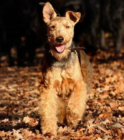 Welsh terrier having fun among the Fall leaves outside