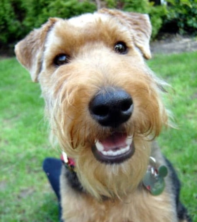 Welsh Terrier up close head and shoulders pictured in outside grassy area