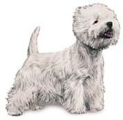 West Highland white terrier dog illustration