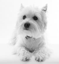Westie dog