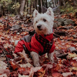 westie sitting outside the fallen leaves in a wooded area wearing a red coat